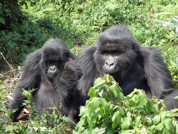 Gorillas in Virunga Massif in Rwanda - photo by Rob McFarland